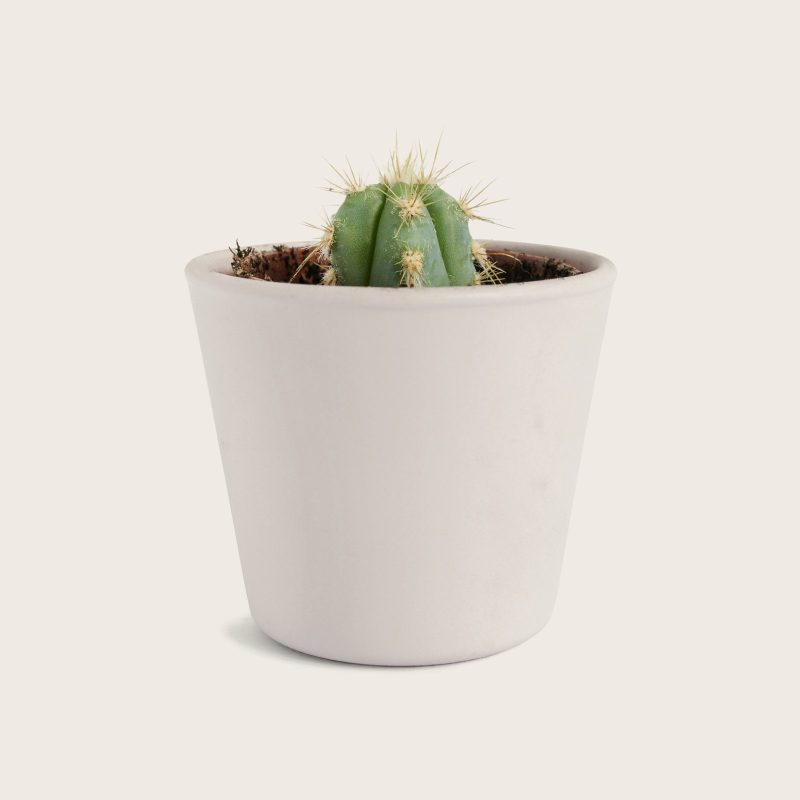 Desk Plant Pot, Self-Watering
